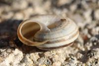 Helicella itala