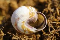 Cepaea nemoralis
