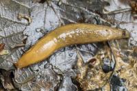 Arion subfuscus