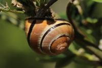 Cepaea nemoralis