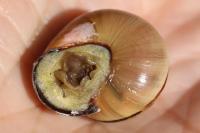 Cepaea nemoralis