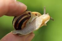Cepaea hortensis