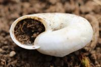Helicella itala