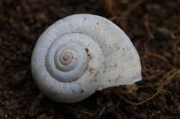 Helicella itala