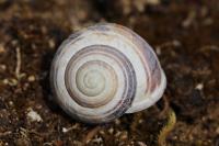 Cepaea nemoralis