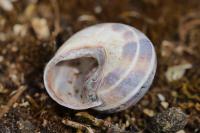 Cepaea nemoralis
