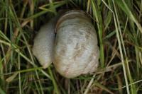 Helix pomatia