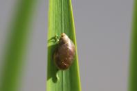 Succinea putris