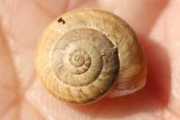 Cernuella aginnica