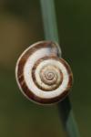 Cernuella aginnica