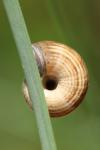 Cernuella aginnica