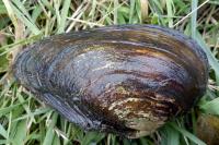 Anodonta cygnea