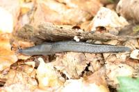 Limax cinereoniger