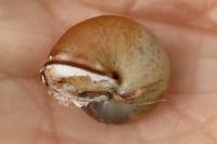 Monacha cartusiana