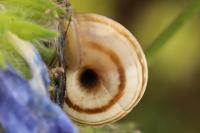 Cernuella aginnica