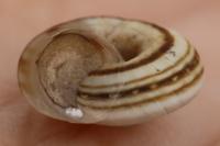 Cernuella aginnica