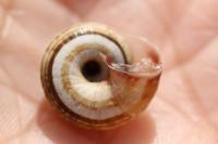 Cernuella aginnica