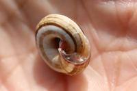 Cernuella aginnica