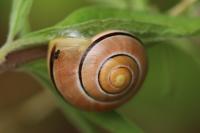 Cepaea nemoralis