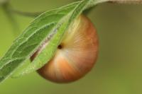 Cepaea nemoralis