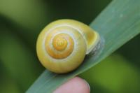 Cepaea nemoralis