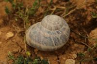 Cornu aspersum
