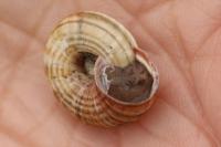 Cernuella aginnica