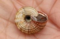 Cernuella aginnica
