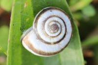Cernuella aginnica