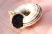 Cernuella aginnica