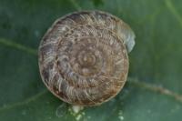 Xeroplexa intersecta