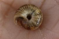 Xeroplexa intersecta