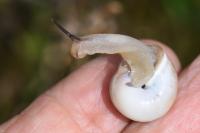 Monacha cartusiana