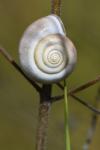 Monacha cartusiana