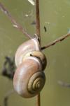 Monacha cartusiana