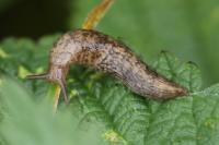 Deroceras reticulatum