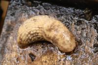 Deroceras reticulatum