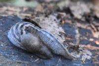 Limax cinereoniger