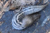Limax cinereoniger