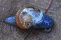 Semilimax pyrenaicus
