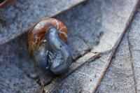 Semilimax pyrenaicus