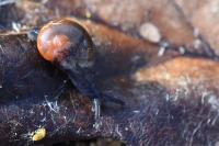 Semilimax pyrenaicus