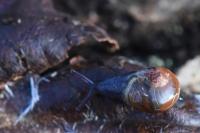 Semilimax pyrenaicus