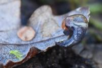 Semilimax pyrenaicus