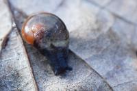 Semilimax pyrenaicus
