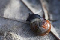 Semilimax pyrenaicus