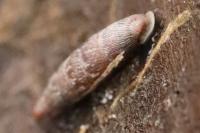 Clausilia bidentata