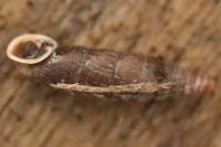 Clausilia bidentata
