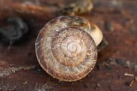 Xeroplexa intersecta