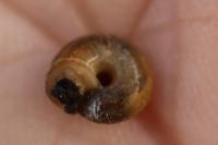 Xeroplexa intersecta